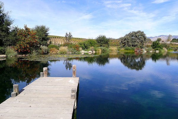 Grasini..Pond.SB.20