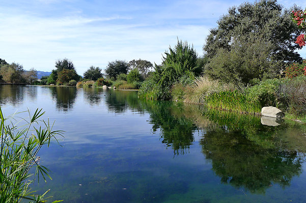 Grasini..Pond.SB.07