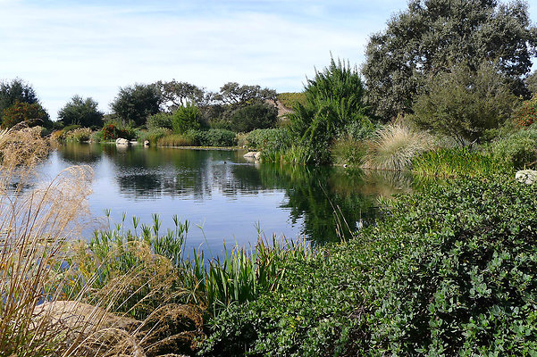 Grasini..Pond.SB.05