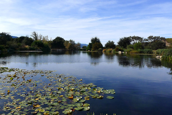 Grasini..Pond.SB.02