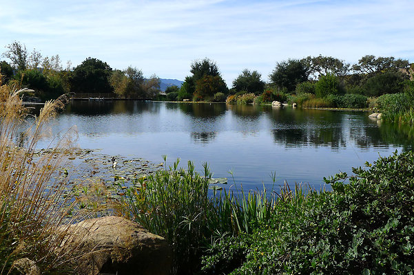 Grasini..Pond.SB.04