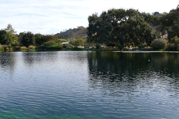 Grasini..Pond.SB.15
