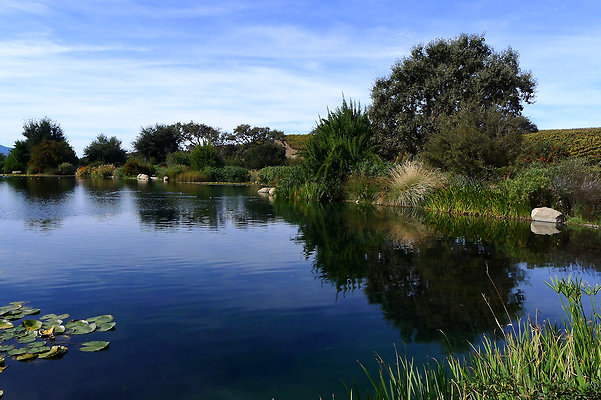 Grasini..Pond.SB.03