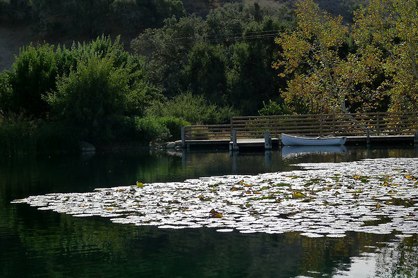 Grasini..Pond.SB.16