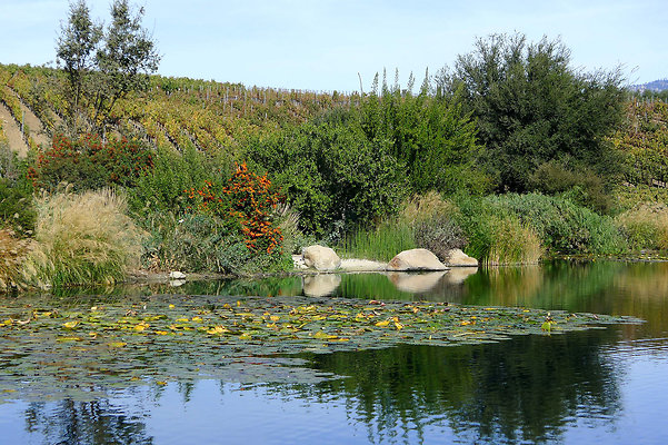 Grasini..Pond.SB.25