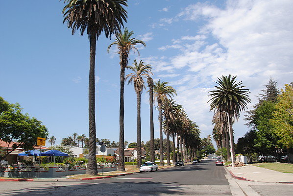 Victoria Ave.LA Palm Tree Lined Streets