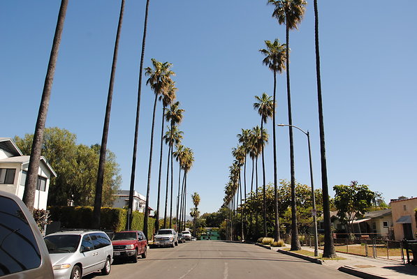 Palm Trees.Tall.Laveta Terrace.Echo.Park