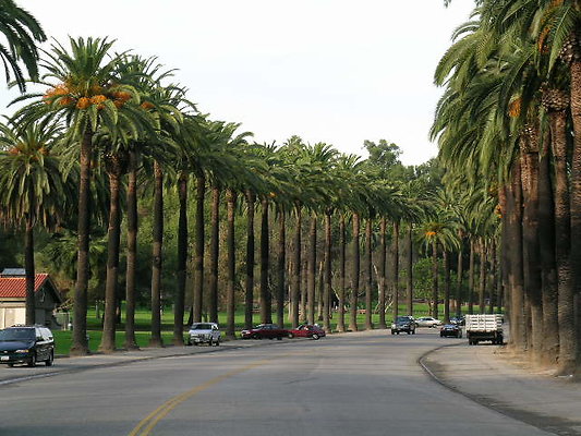 Lower Elysian Park Palms - Los Angeles