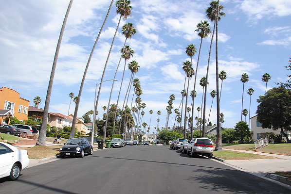 LA Palm Tree Lined Streets