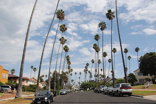 Victoria Park Drive At West.Victoria Park.LA Palm Tree Lined Streets