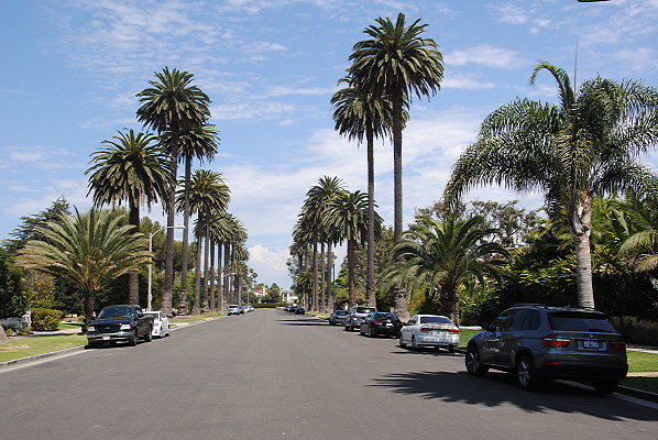 Palm Treed Lined Streets.SM