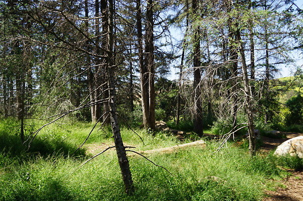 Cedar.Grove.19