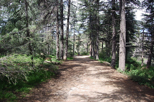 DSC 0049