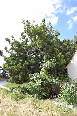 DSC 0233