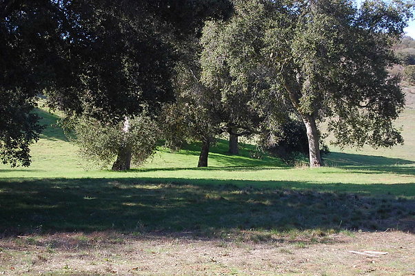 Green Area Behind Guest House.Ventura Farms