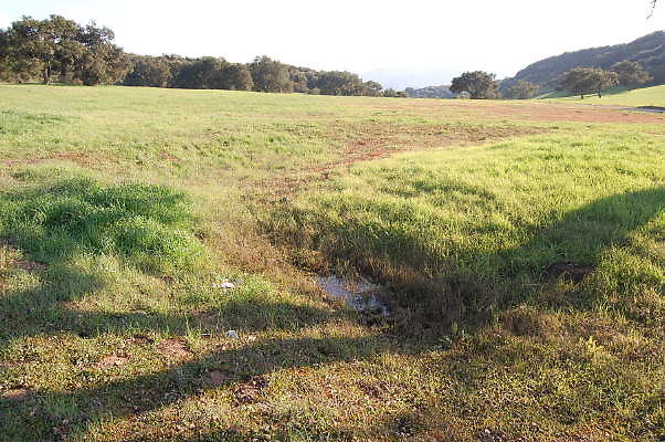 Ventura Farms.Ditch by Tree.Upper Mesa