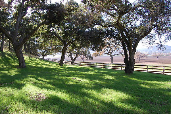 Green Meadow Near Guest House.Ventura Farms
