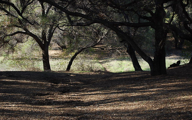 DSC 0409