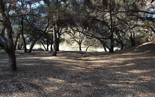 DSC 0408