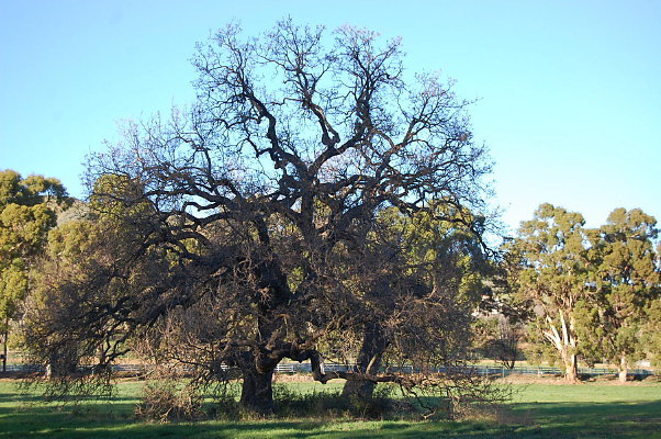 DSC 0171