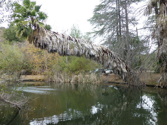 Swamp
