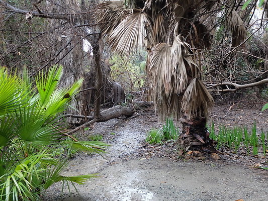 LA.Arboretum.Swamp.Forest.65