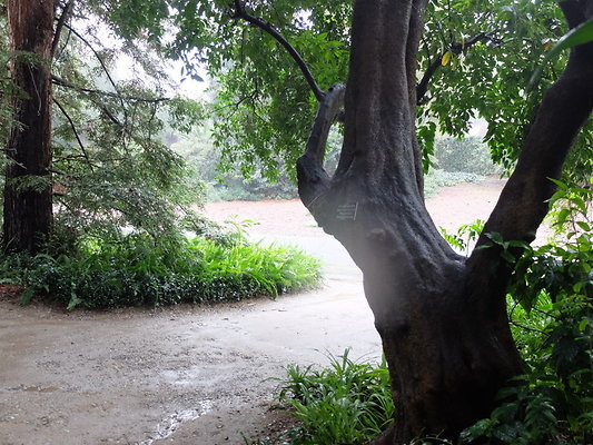 LA.Arboretum.Swamp.Forest.102