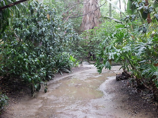 LA.Arboretum.Swamp.Forest.80