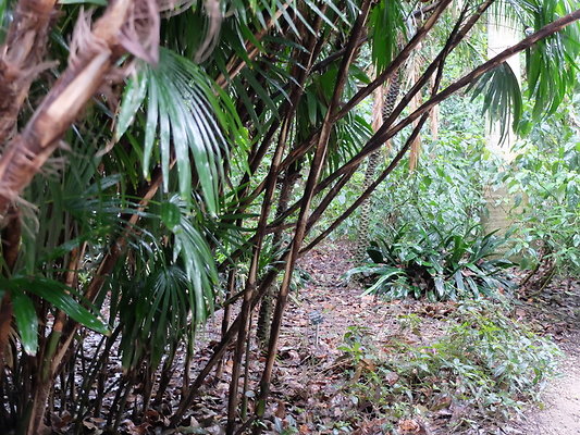 LA.Arboretum.Swamp.Forest.79