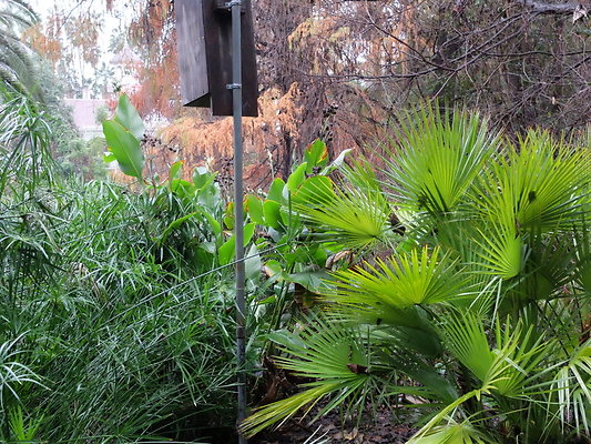 LA.Arboretum.Swamp.Forest.64