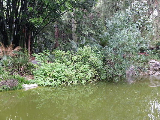 LA.Arboretum.Swamp.Forest.78