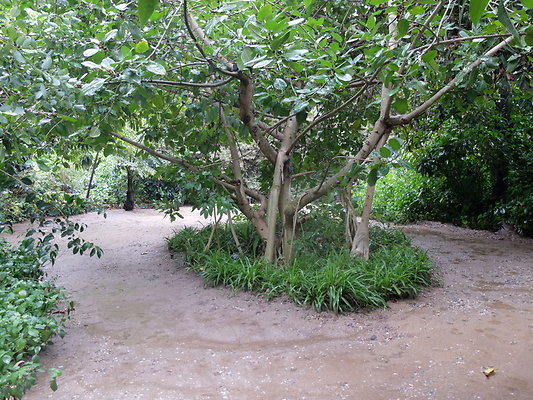 LA.Arboretum.Swamp.Forest.95