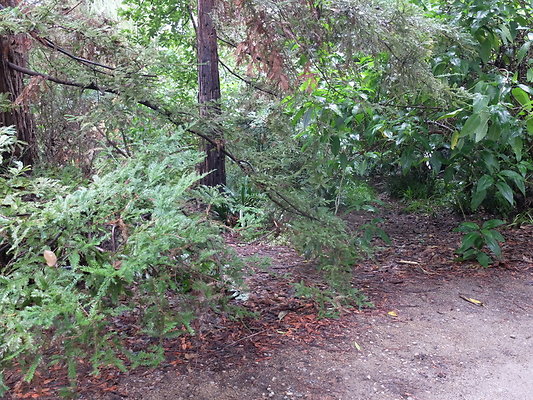 LA.Arboretum.Swamp.Forest.100