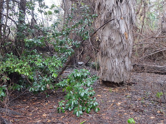 LA.Arboretum.Swamp.Forest.62