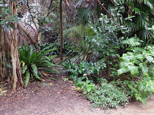 LA.Arboretum.Swamp.Forest.73