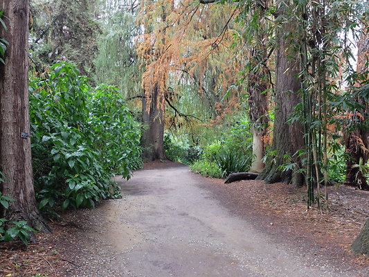 LA.Arboretum.Swamp.Forest.110