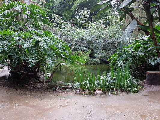 LA.Arboretum.Swamp.Forest.71