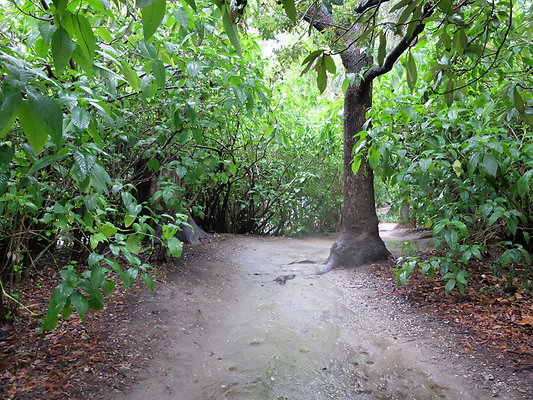 LA.Arboretum.Swamp.Forest.104