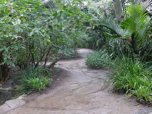 LA.Arboretum.Swamp.Forest.86