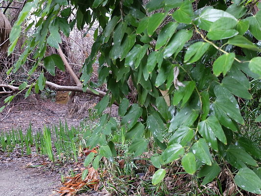 LA.Arboretum.Swamp.Forest.66