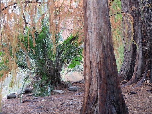 LA.Arboretum.Swamp.Forest.34