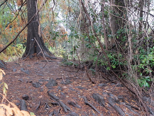 LA.Arboretum.Swamp.Forest.61