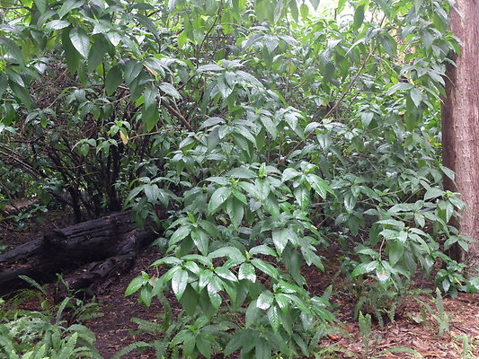 LA.Arboretum.Swamp.Forest.109
