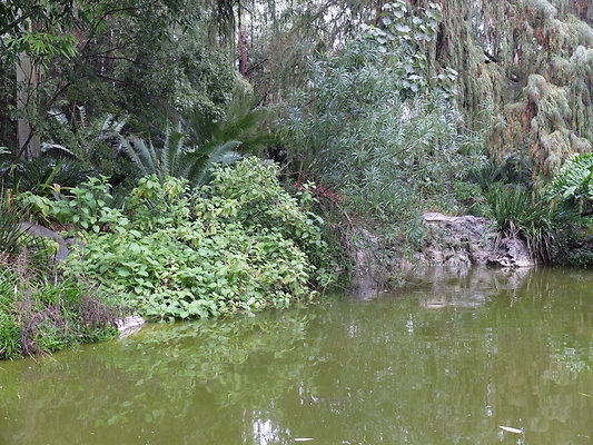 LA.Arboretum.Swamp.Forest.82