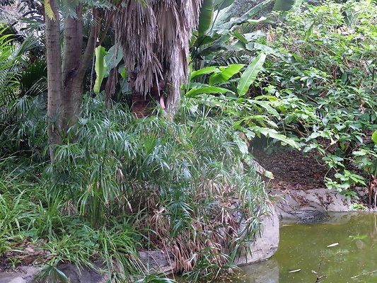 LA.Arboretum.Swamp.Forest.87
