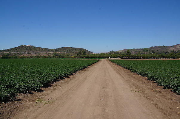 Underwood Farms.Peppers.Field08