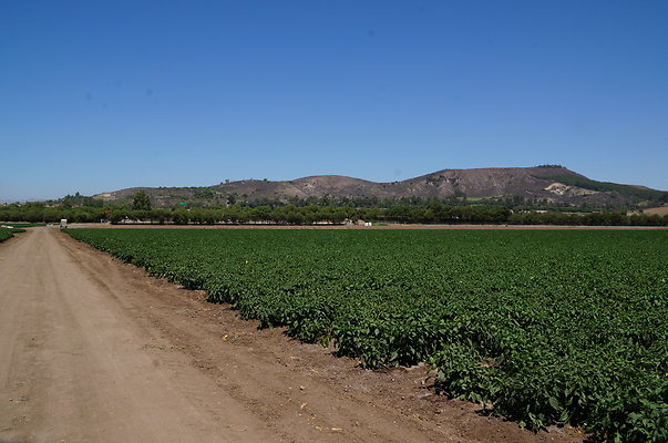 Underwood Farms.Peppers.Field04