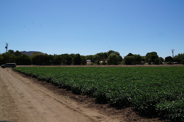 Underwood Farms.Peppers.Field01