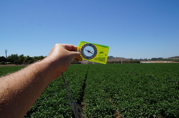 Underwood Farms.Peppers.Field13