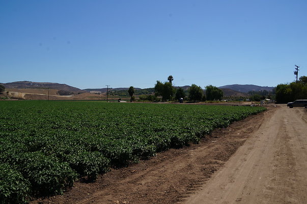 Underwood Farms.Peppers.Field06